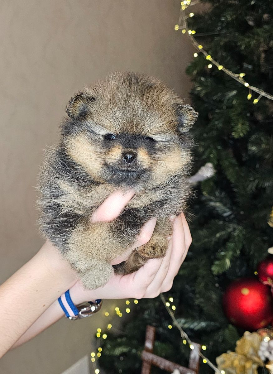 Pomeranian · 2025-11-21 · Enköping · Pomsik Rakaaig