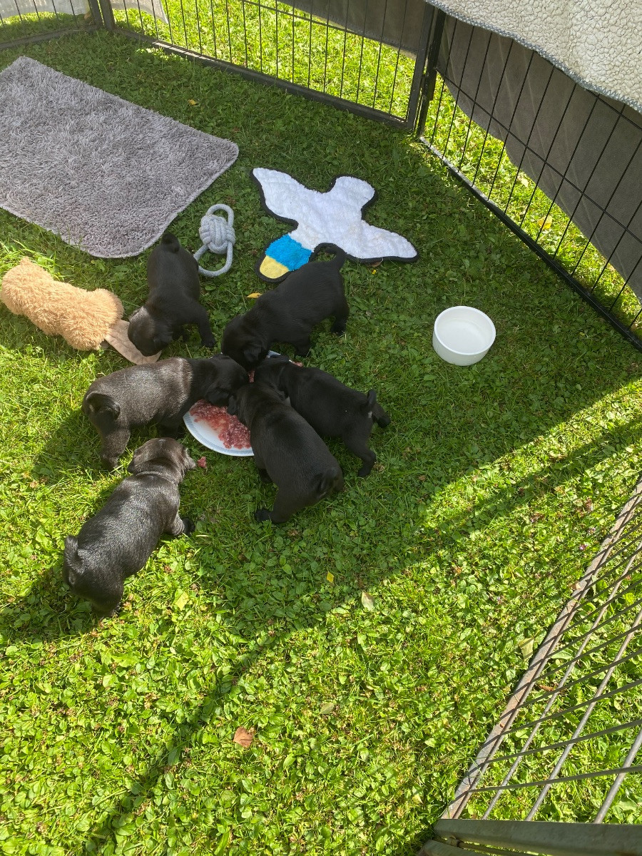 Lillskogsvändans
