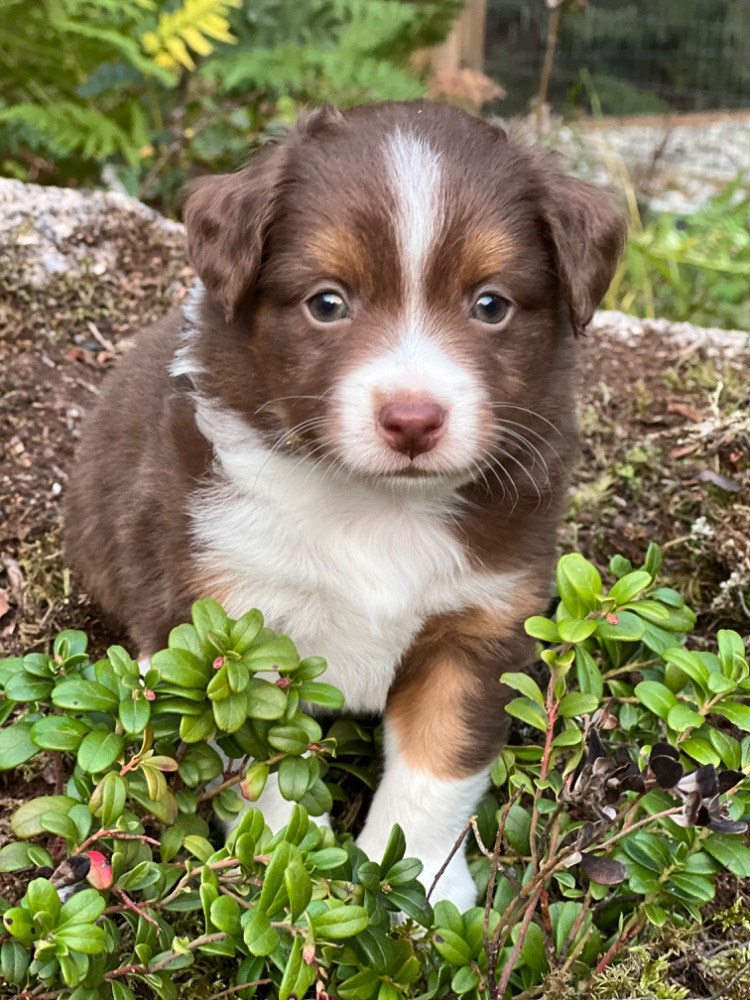 Isadoras Pudel och Cockerpoo