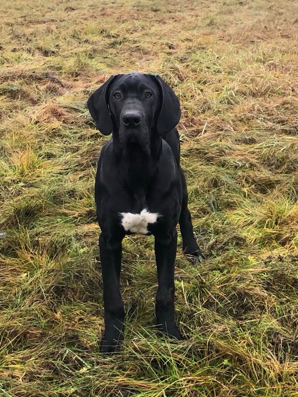Devilicious