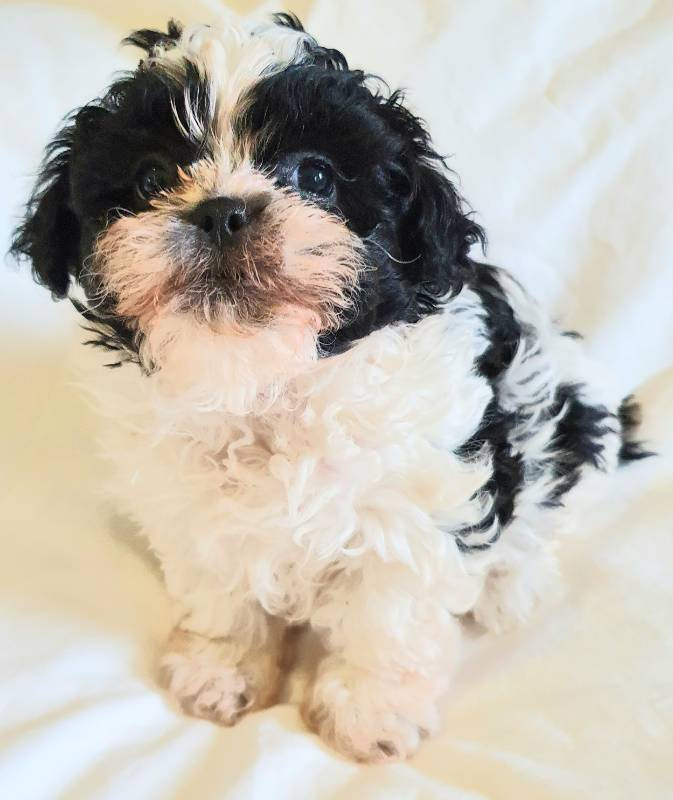 Shih Poo