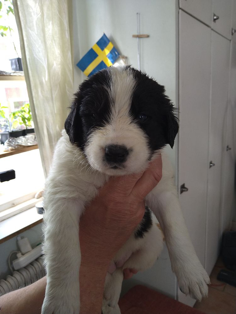 Vågdalens Landseer