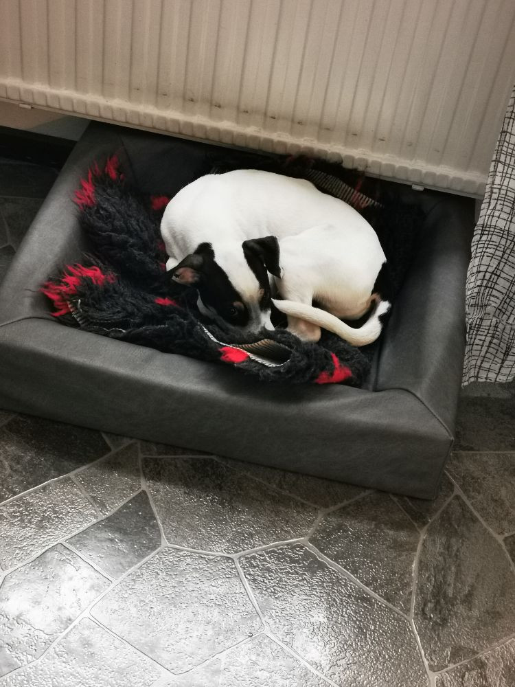 Dogs for youtoo