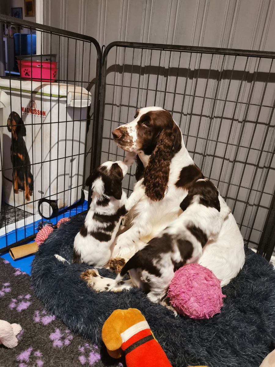 English Springer Spaniel