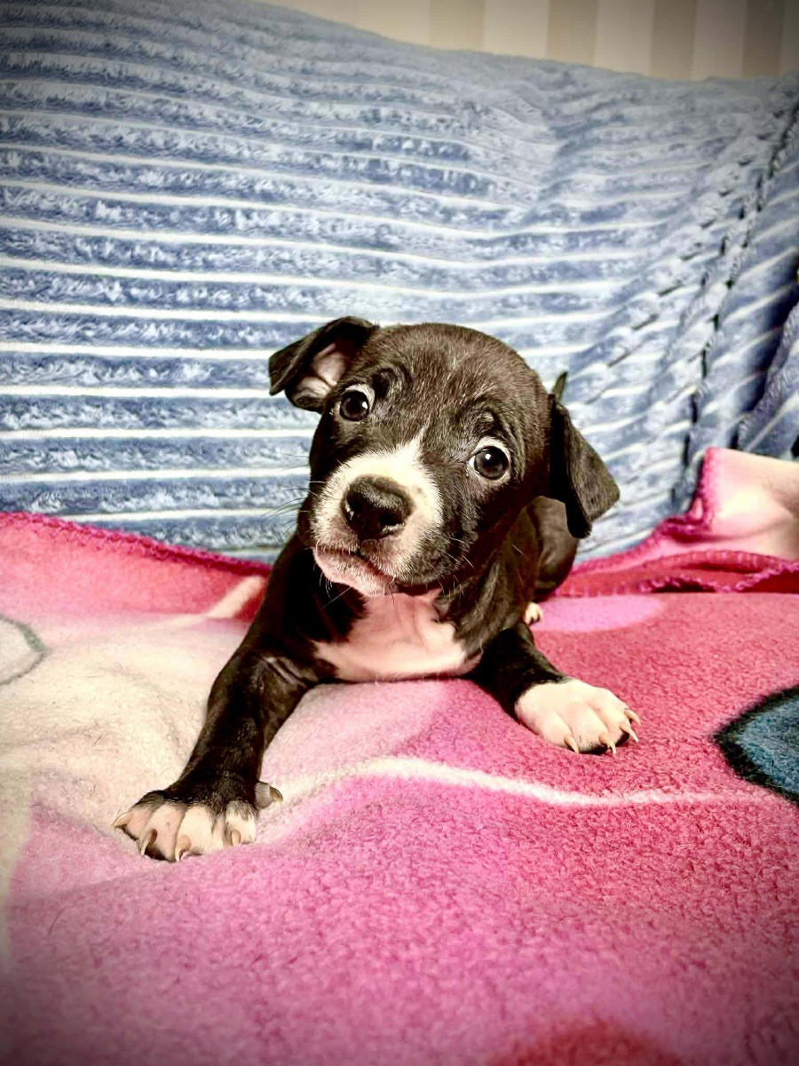 Pitbull · 2025-10-06 · Trelleborg · Daria M.