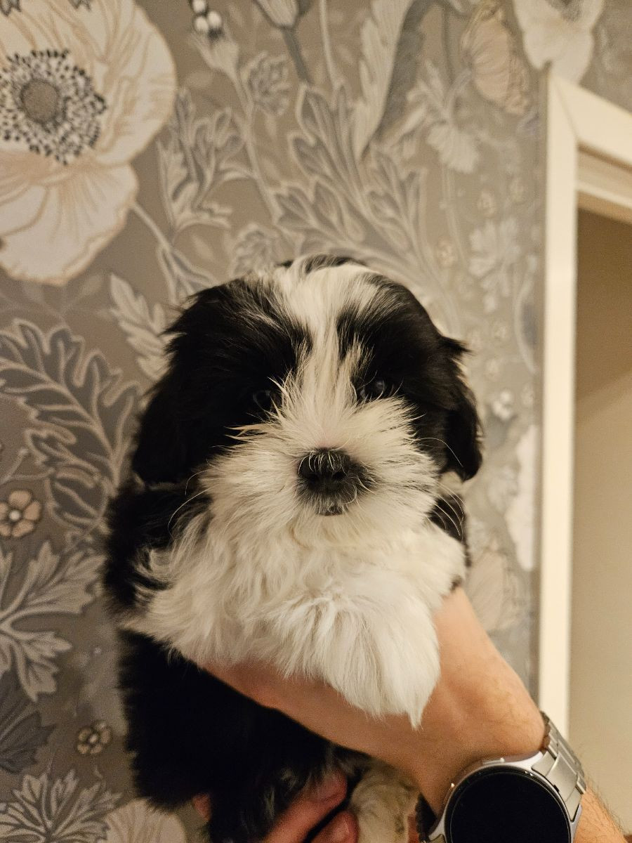 Lady tzu's