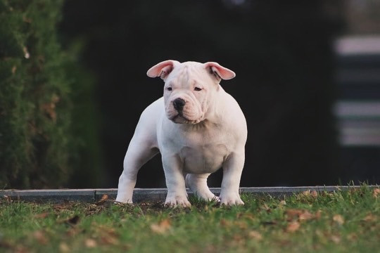 Rosa’s kennel