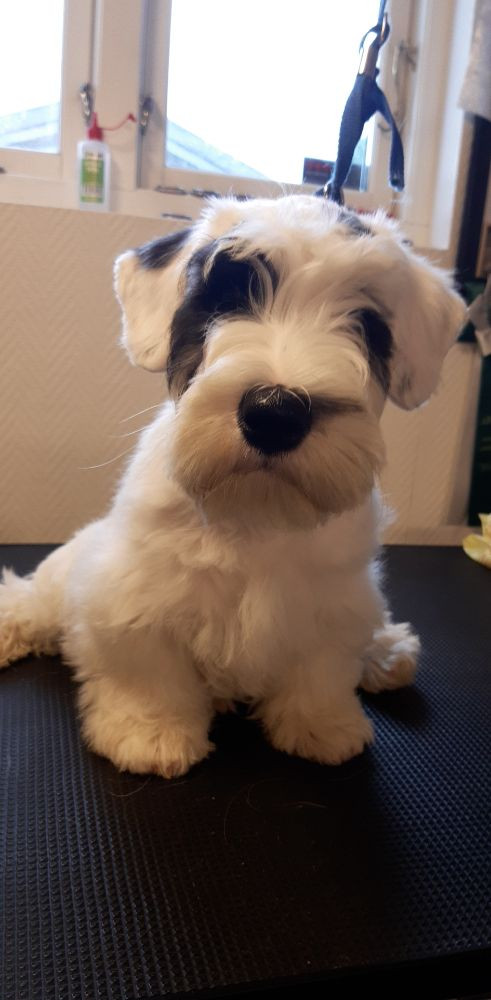 Sealyham terrier