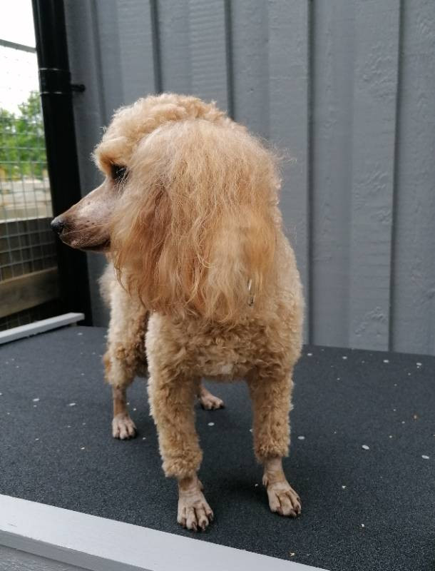 Hjortkvarns Cavapoo