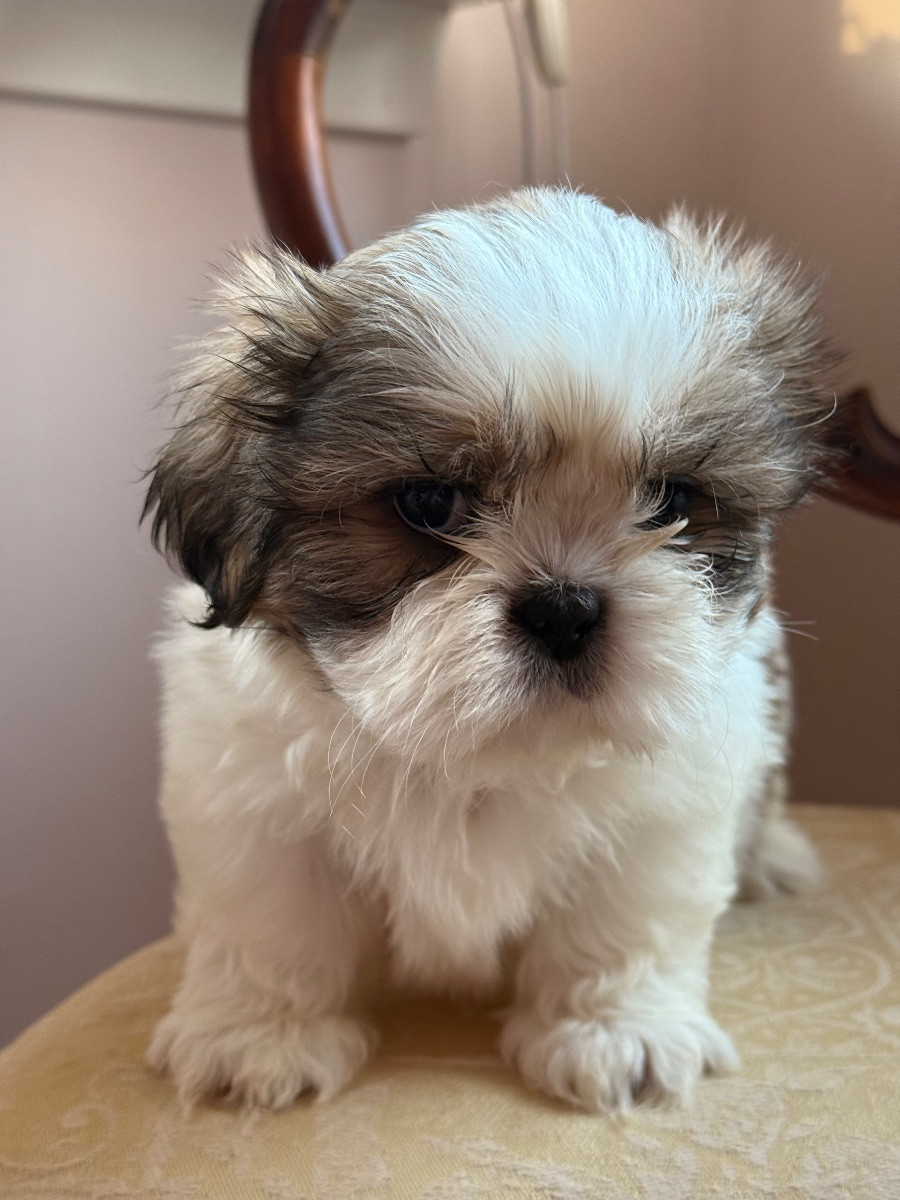 Shih Tzu