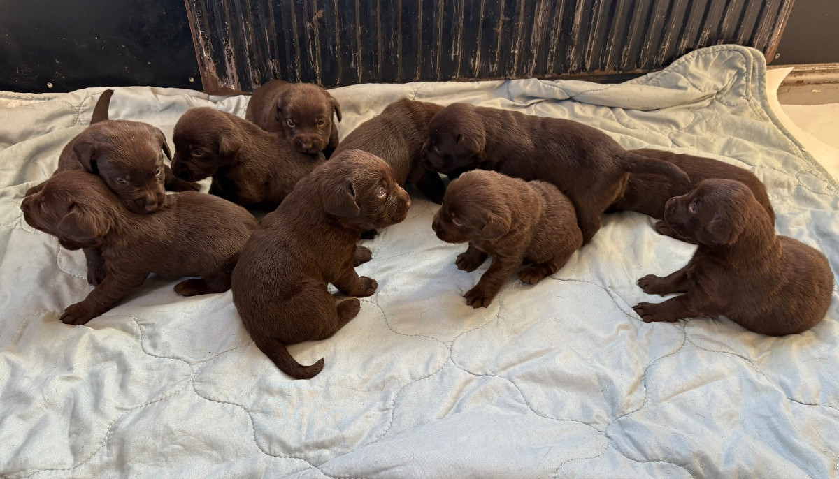 Piontassens kennel