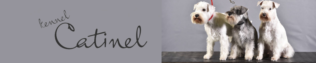Catinel