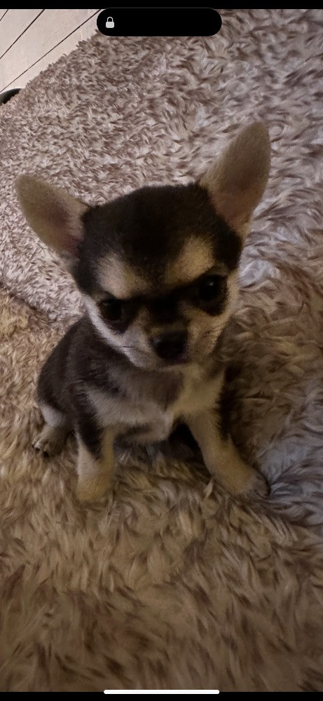 Chihuahua