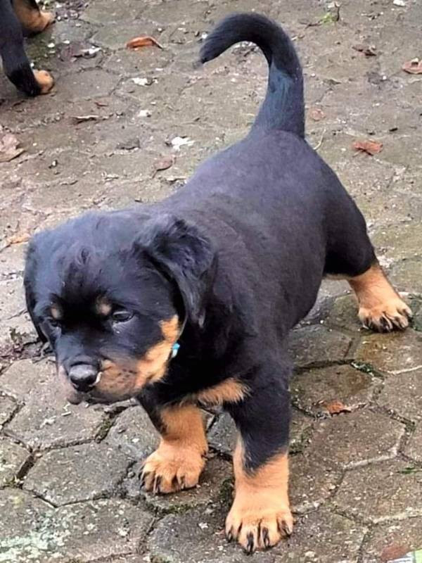 Balkan Iko’s Rottiss