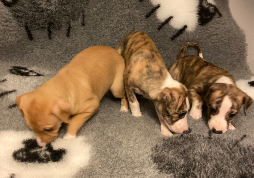 Kennel Calling You