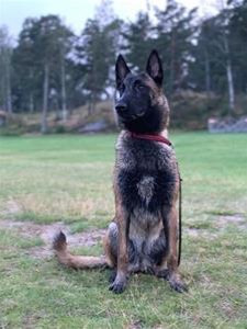 Belgisk hyrdehund – malinois