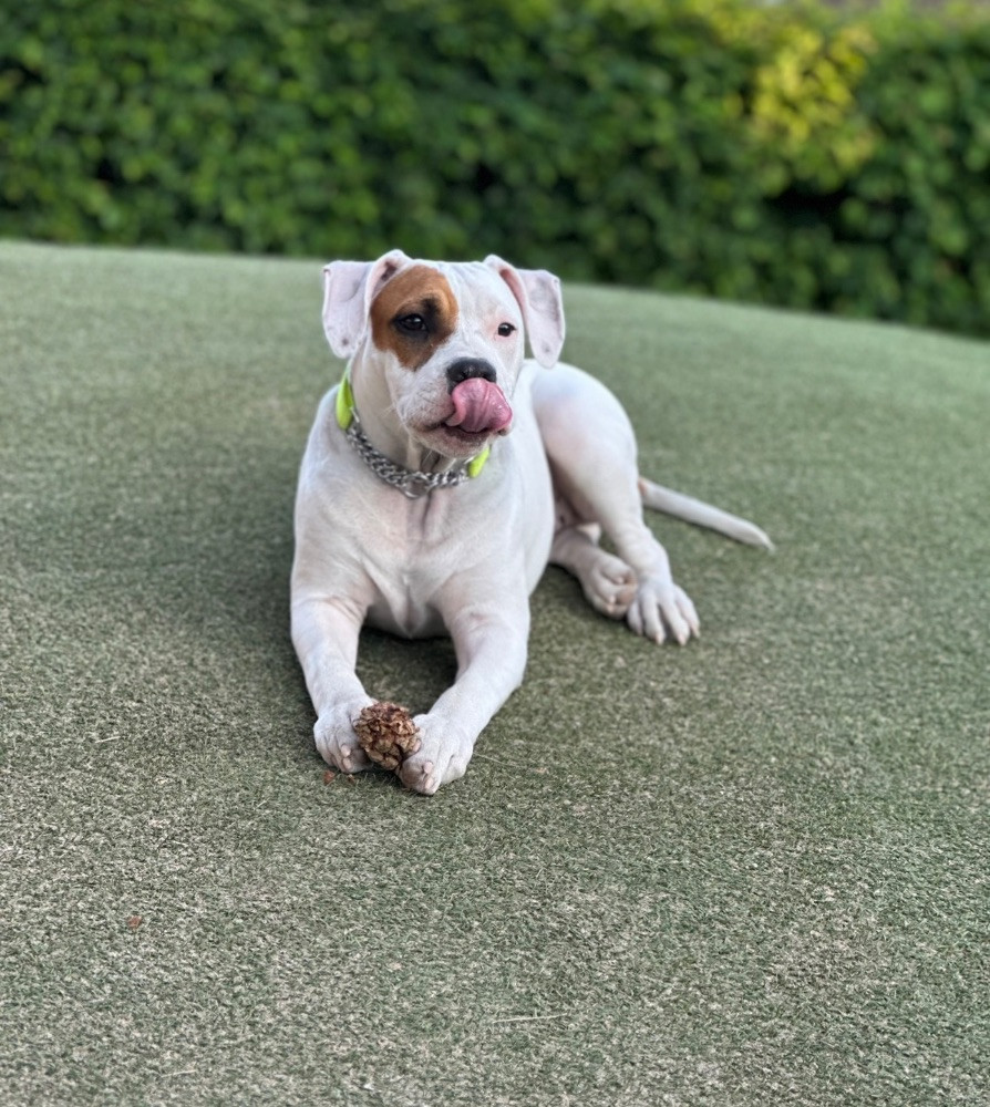 American Staffordshire Terrier