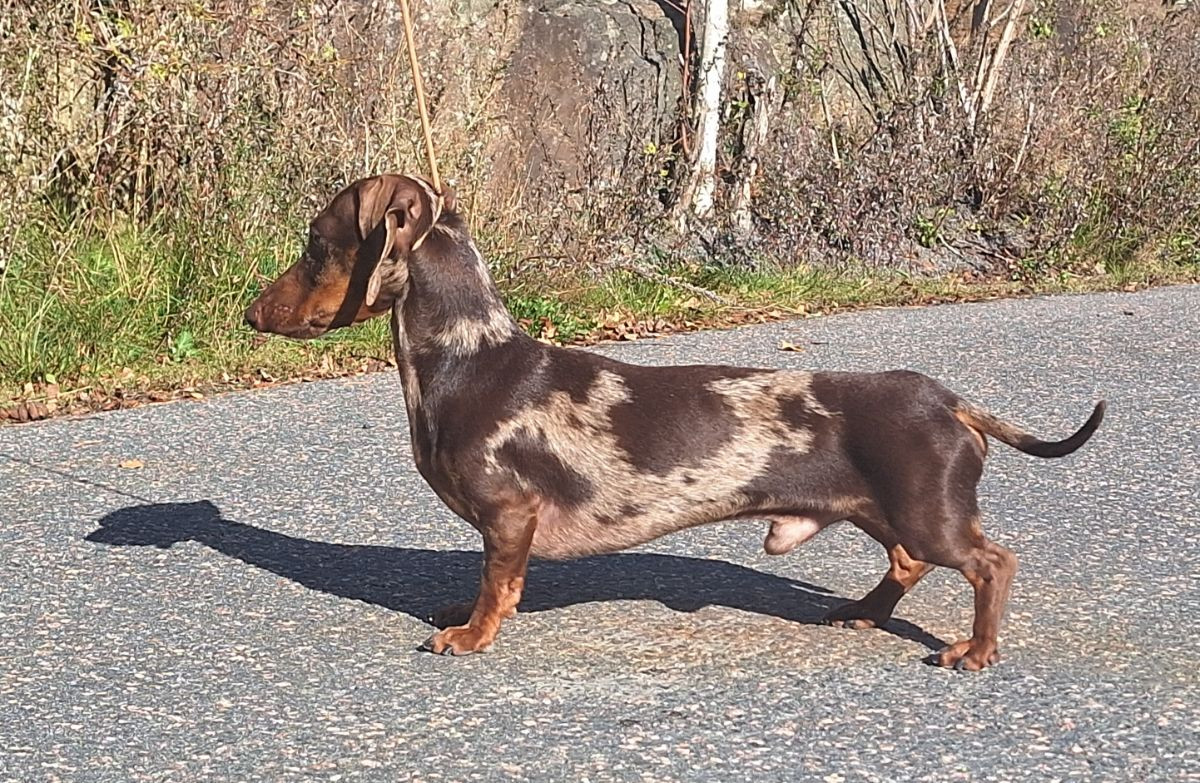 SE12956/2023 Warlock's Jackson Pollock