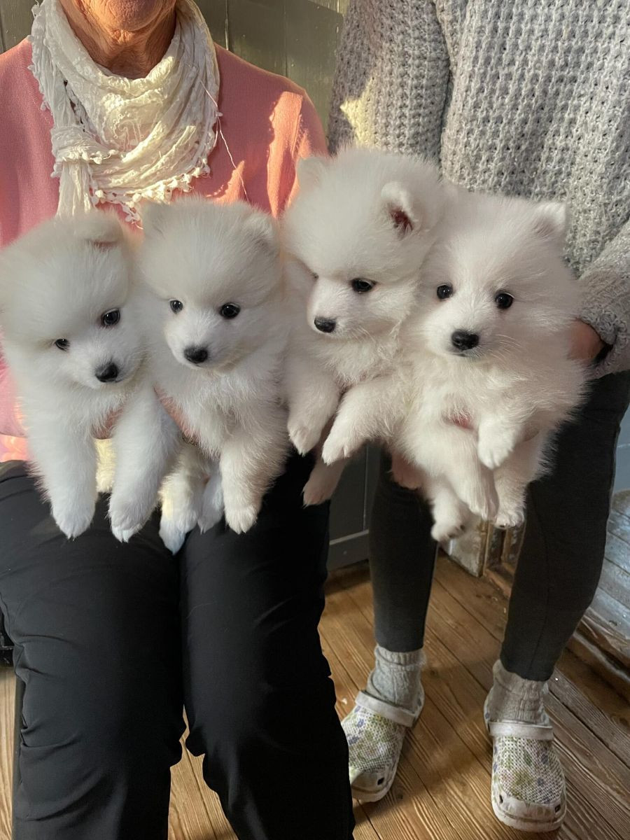 Japanese Spitz