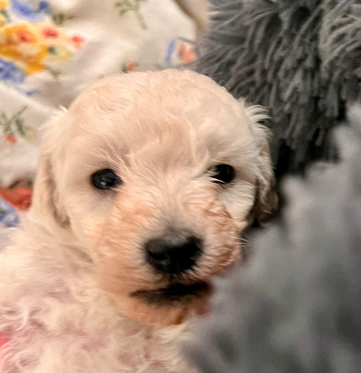 Miniature Poodle · 2025-10-19 · Tyresö · Anuradha's