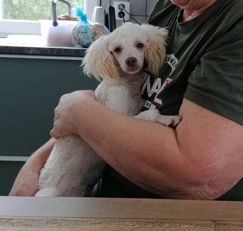 Hjortkvarns Cavapoo
