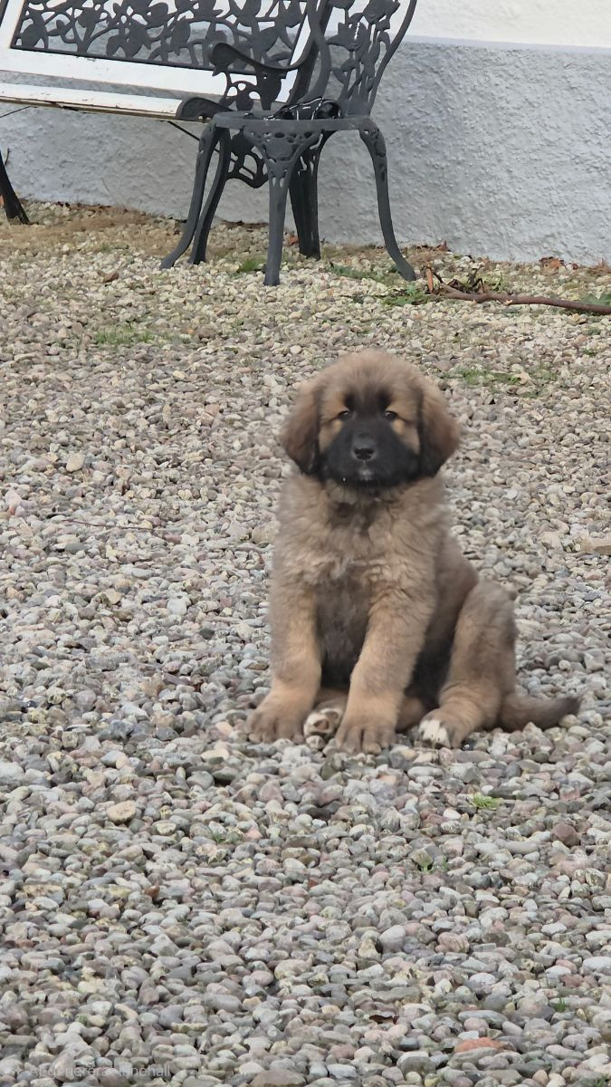 Kaukasisk ovcharka/tibetansk mastiff · 2025-10-21 · Klagstorp · Vincent S.