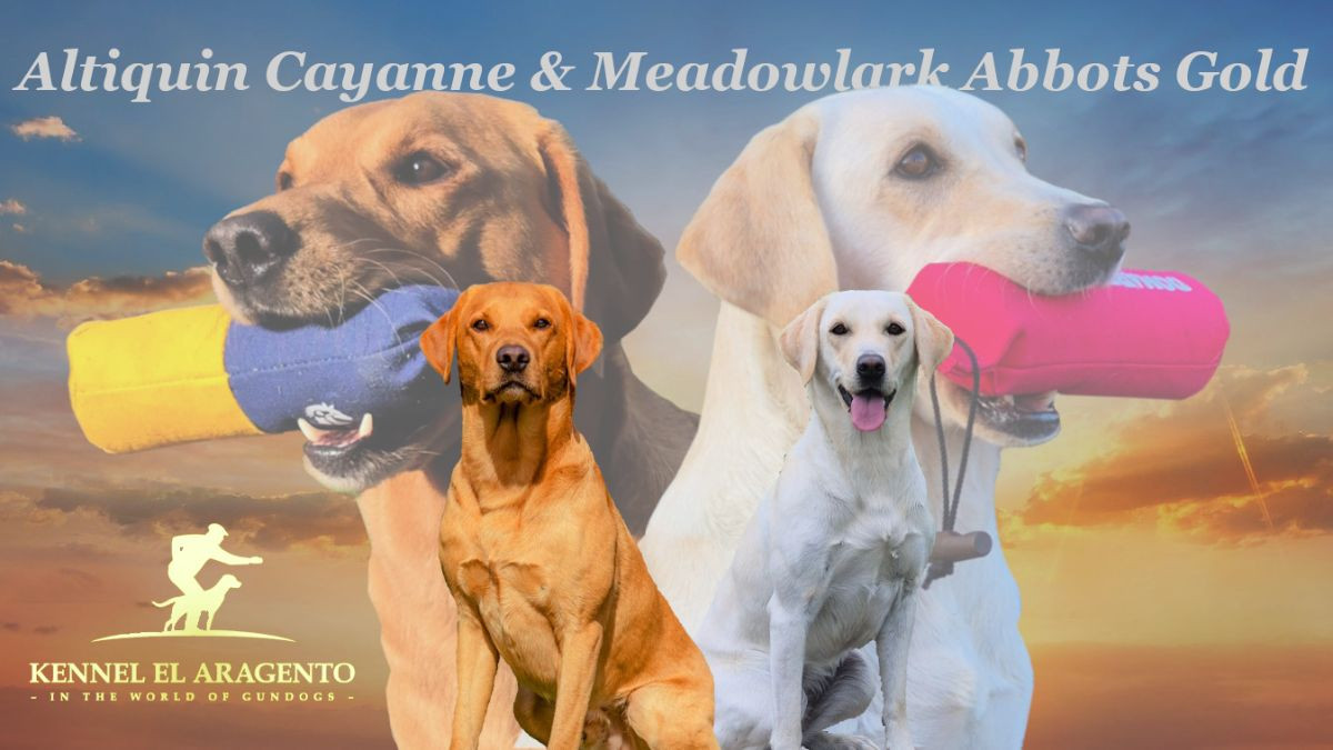 Labrador Retriever · 2025-11-21 · Källby · Mihály C.