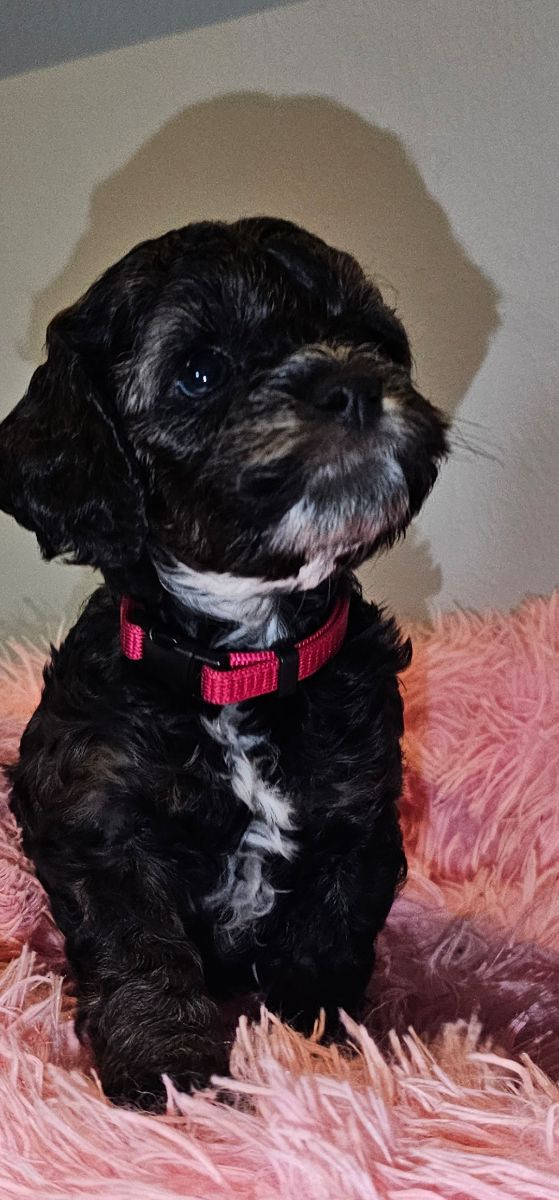Cockerpoo