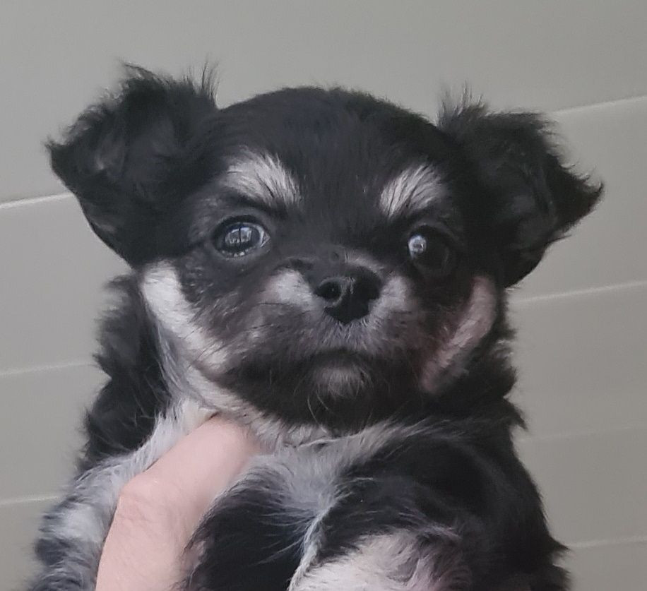 Chihuahua