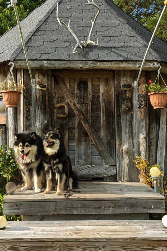 Finsk lapphund