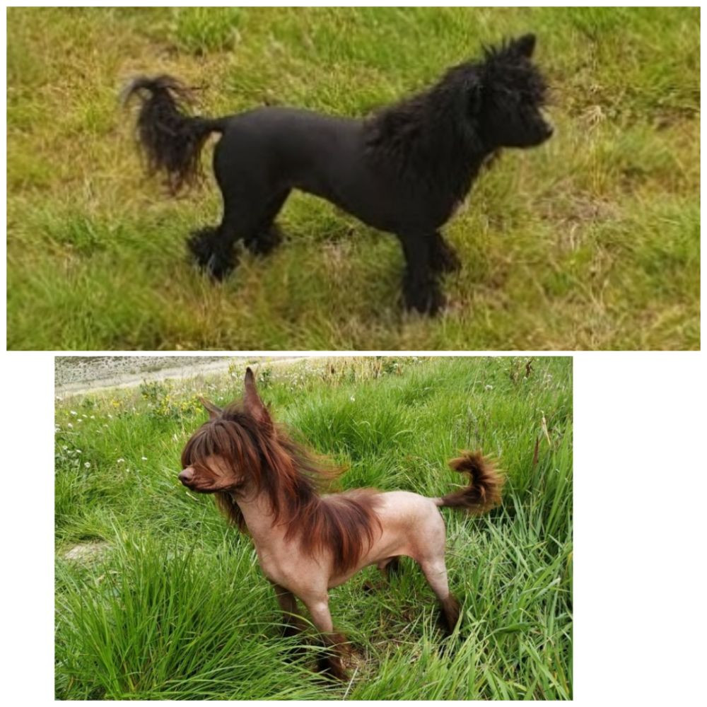 Chinese Crested Dog