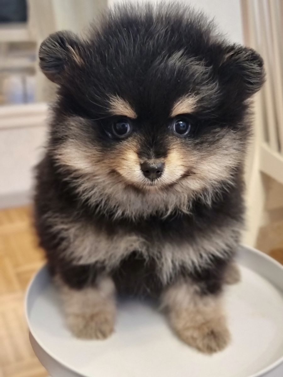Fluffy Soul's