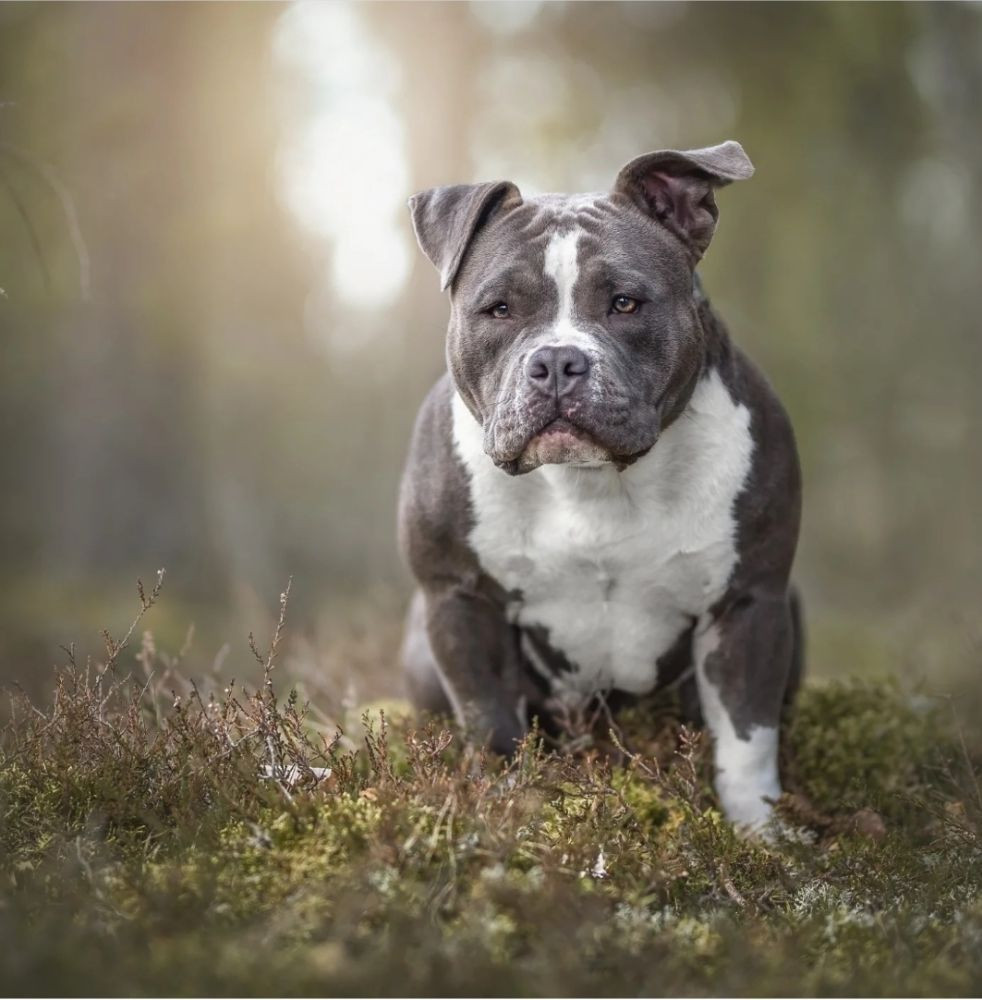 Redhouse Bully