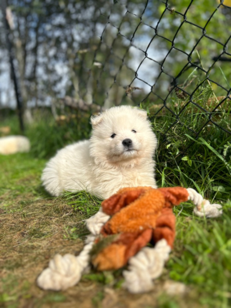 Samojedhund