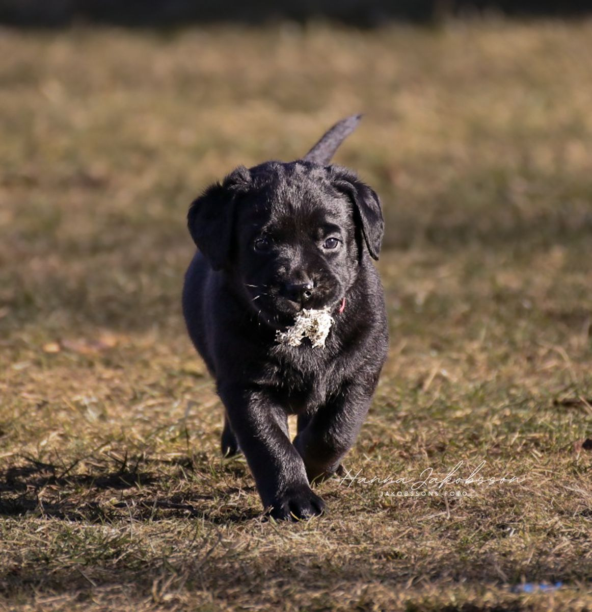Undiques's kennel