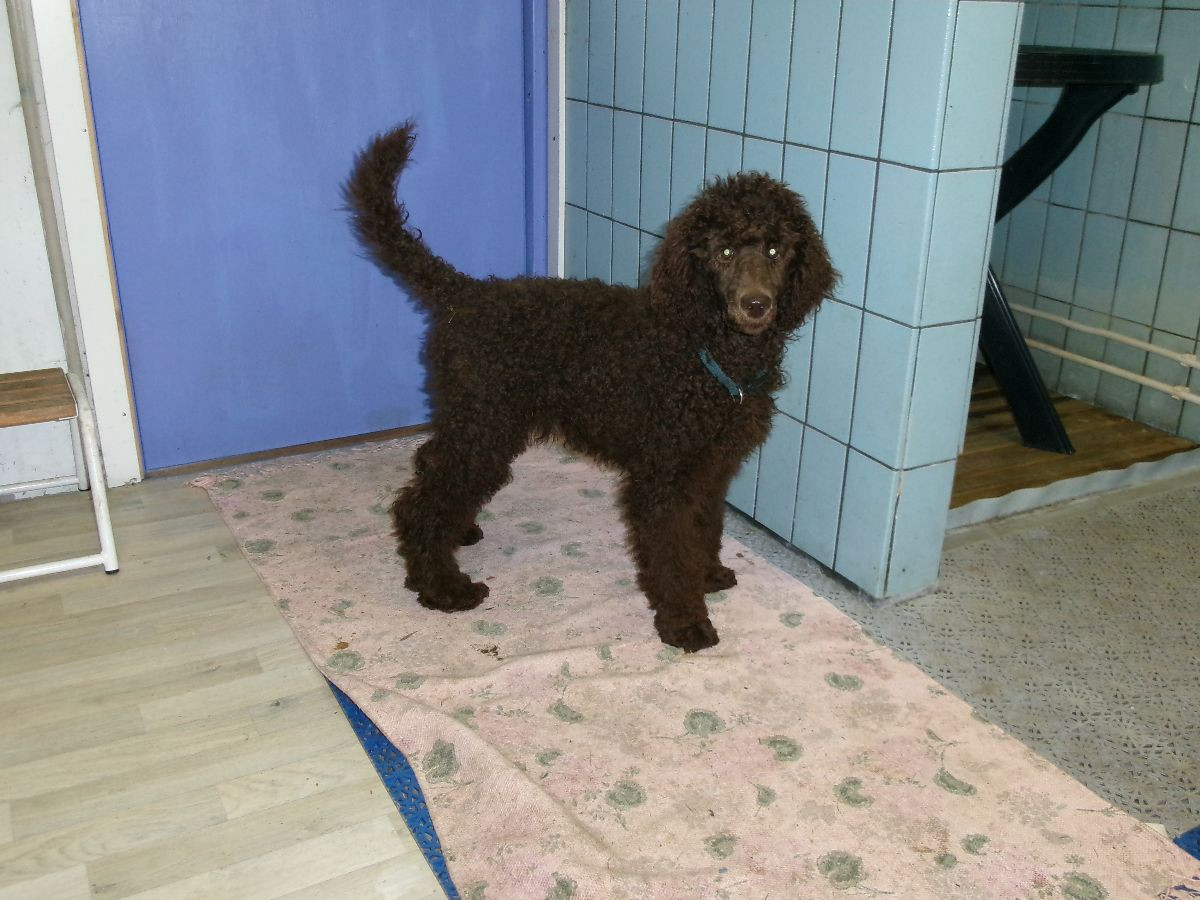 Vegeljung :s kennel