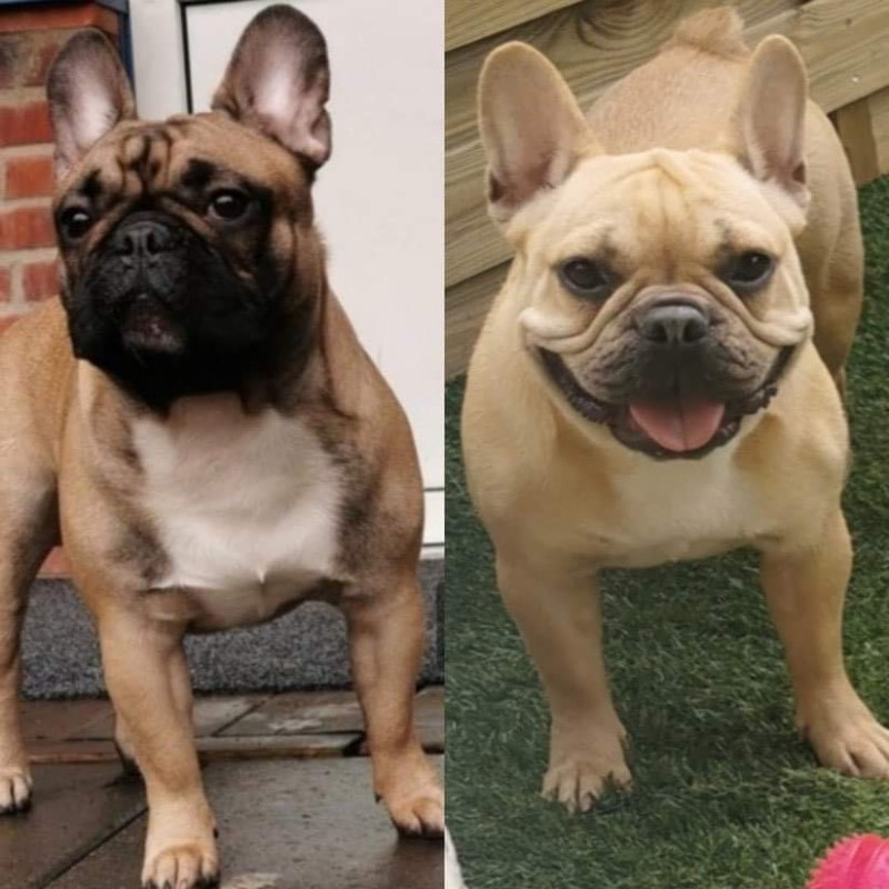 Los Dinegro's kennel