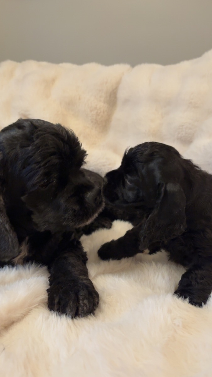 American Cocker Spaniel