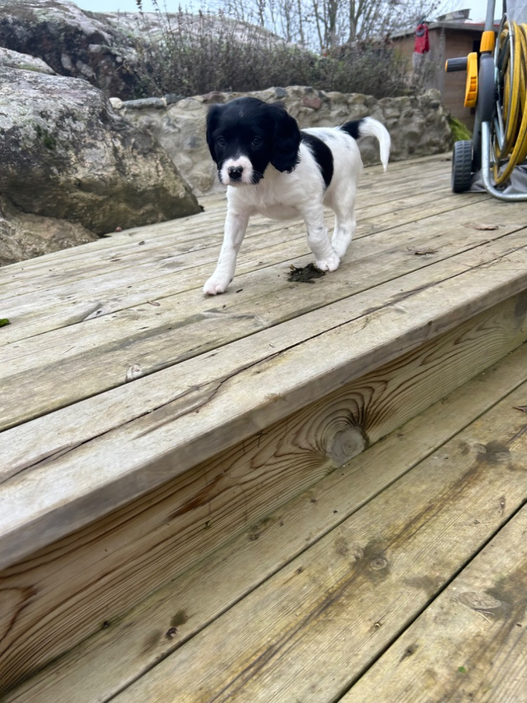 Jaktspaniel kleiner munsterländer