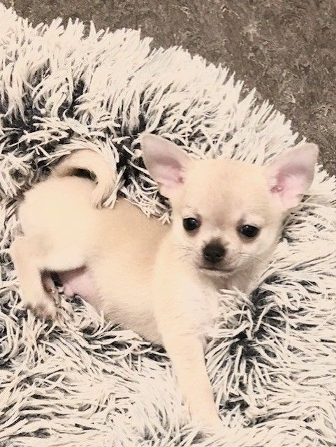 Fluffers