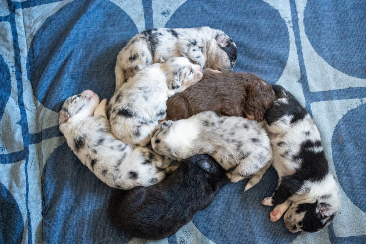 Maple Force Aussies