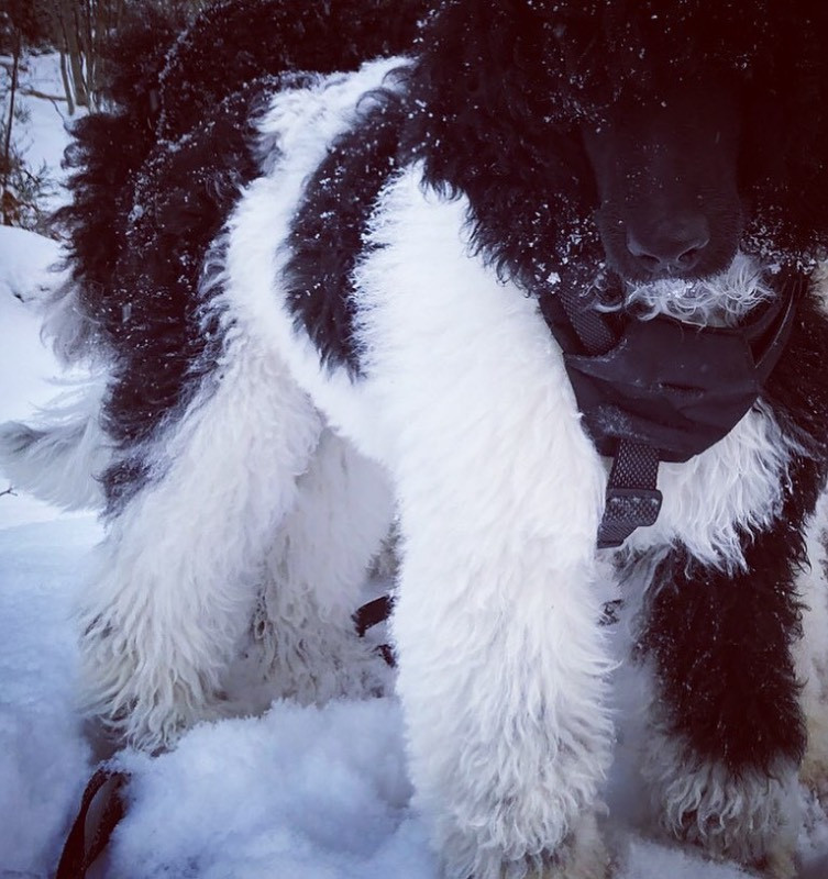 Spirit of Ronja