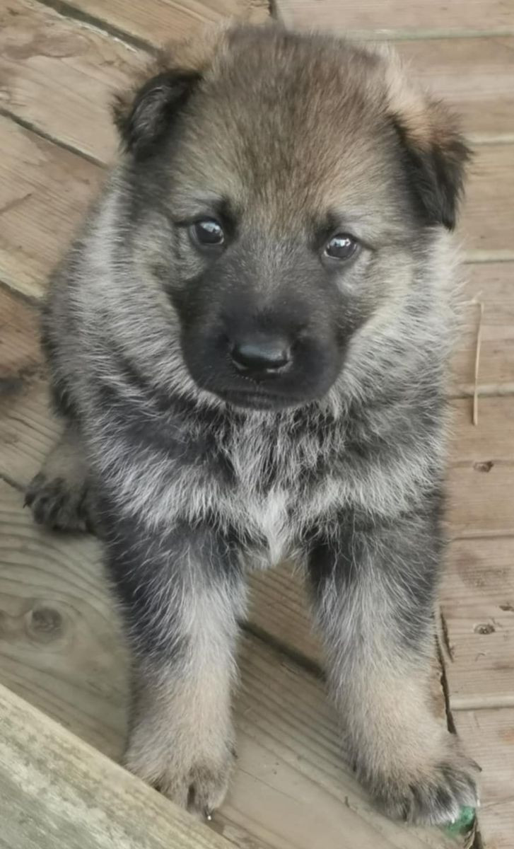 Kennel Snibor Anzi