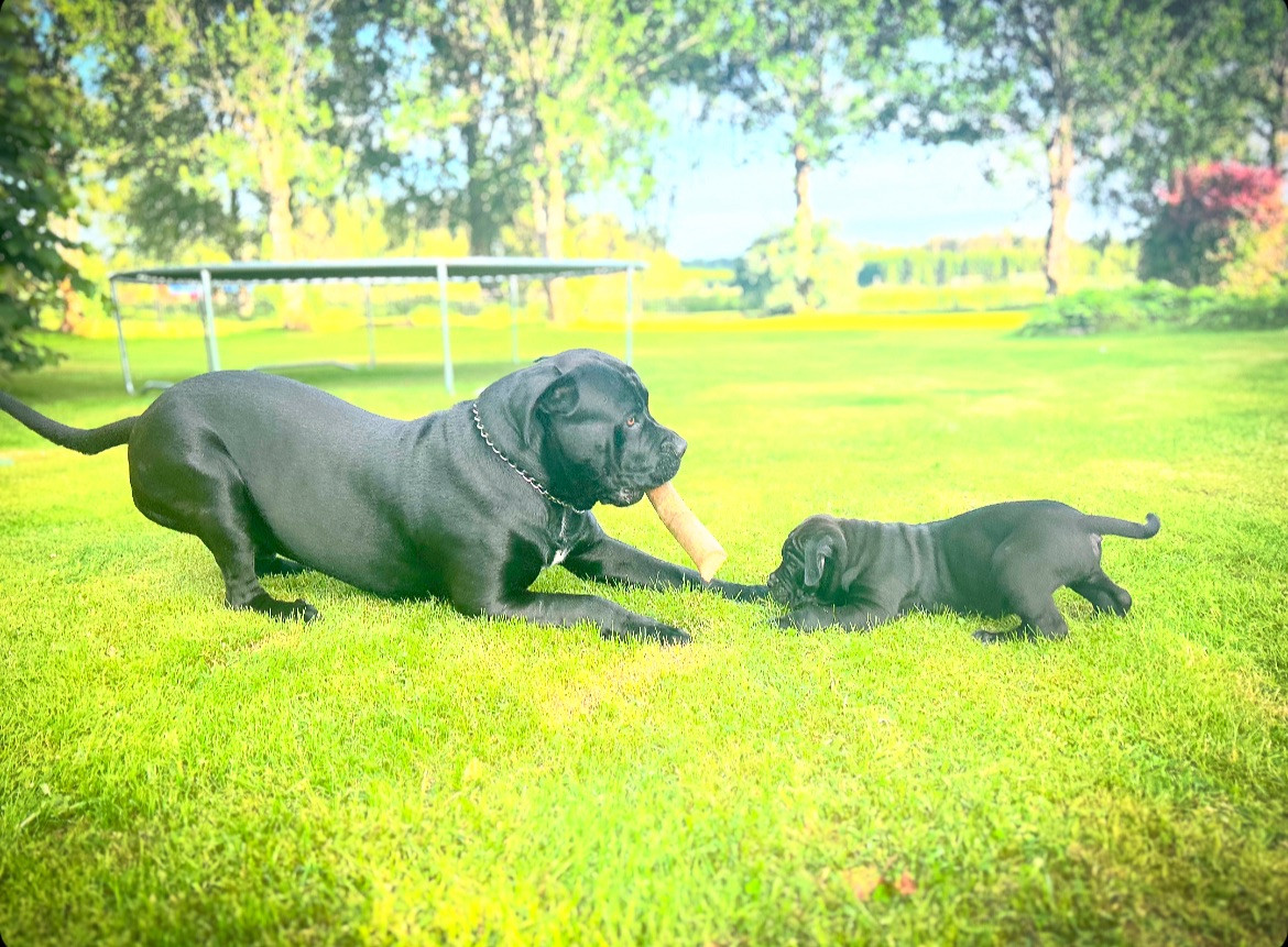 Cane corso