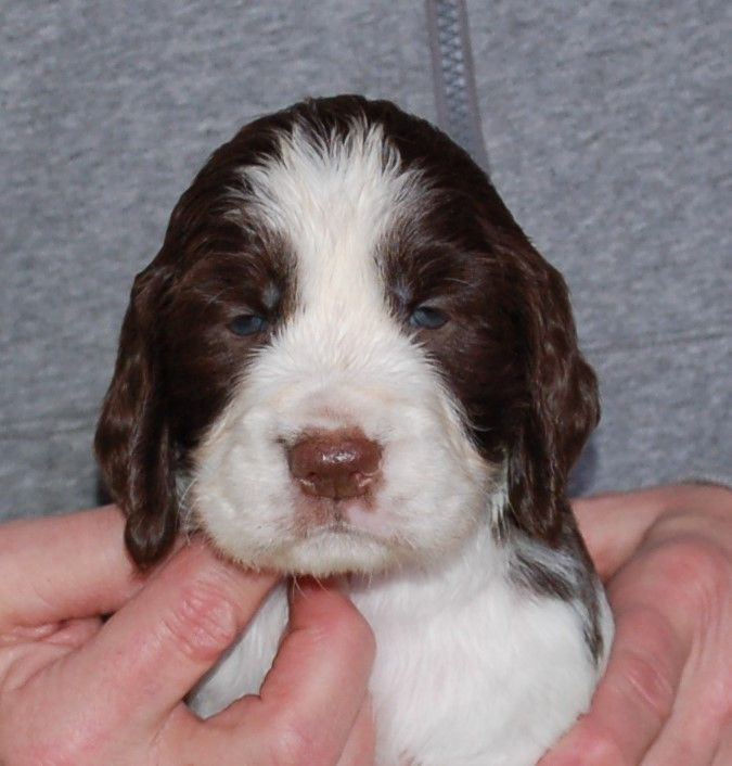 English Springer Spaniel
