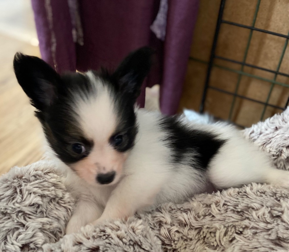 Papillon