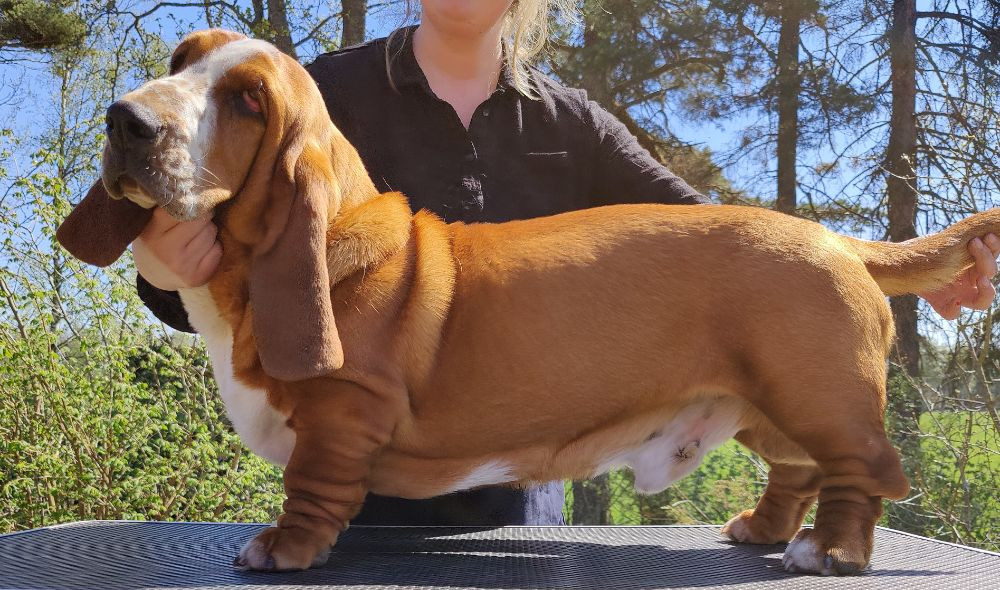 Basset hound