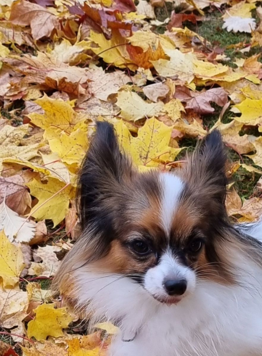 Mollie