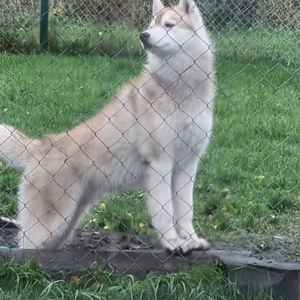 Siberian husky