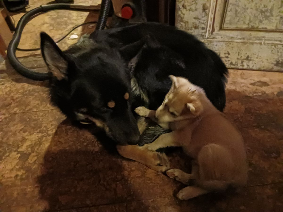 Husky- schäfer · 2025-10-19 · Sollefteå · Kenneth J.